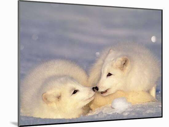 Arctic Fox Pups-Lynn M^ Stone-Mounted Premium Photographic Print