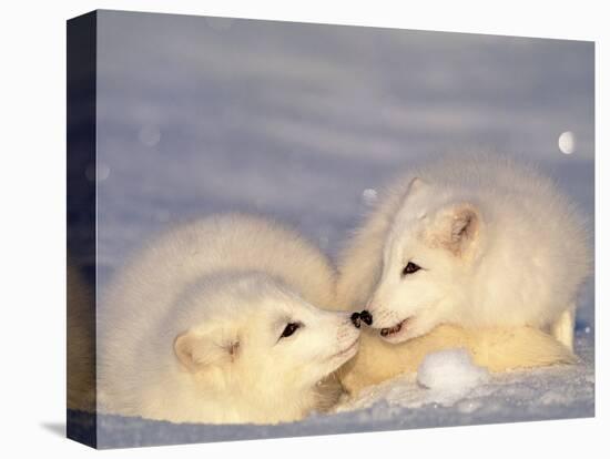 Arctic Fox Pups-Lynn M^ Stone-Stretched Canvas