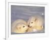 Arctic Fox Pups-Lynn M^ Stone-Framed Photographic Print