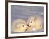 Arctic Fox Pups-Lynn M^ Stone-Framed Photographic Print