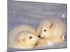 Arctic Fox Pups-Lynn M^ Stone-Mounted Photographic Print