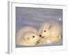 Arctic Fox Pups-Lynn M^ Stone-Framed Photographic Print