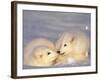 Arctic Fox Pups-Lynn M^ Stone-Framed Photographic Print