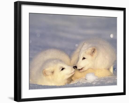 Arctic Fox Pups-Lynn M^ Stone-Framed Photographic Print