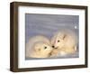 Arctic Fox Pups-Lynn M^ Stone-Framed Photographic Print