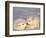 Arctic Fox Pups-Lynn M^ Stone-Framed Photographic Print