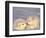 Arctic Fox Pups-Lynn M^ Stone-Framed Photographic Print