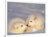 Arctic Fox Pups-Lynn M^ Stone-Framed Photographic Print