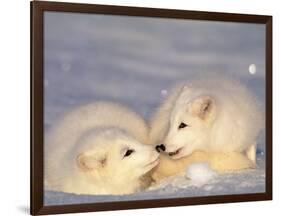 Arctic Fox Pups-Lynn M^ Stone-Framed Photographic Print