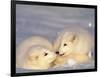 Arctic Fox Pups-Lynn M^ Stone-Framed Photographic Print