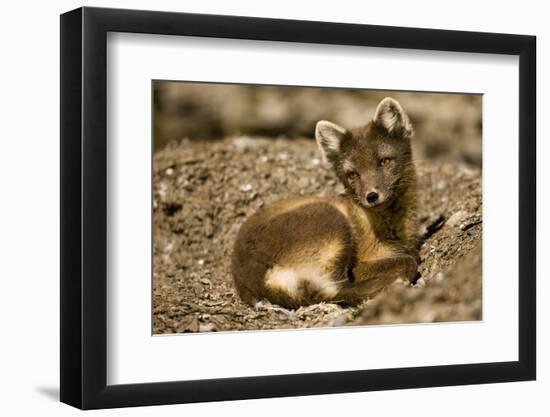 Arctic Fox Resting on Edgeoya Island-Paul Souders-Framed Photographic Print