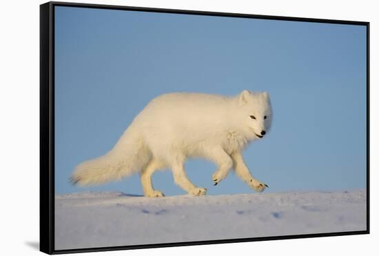Arctic fox running across snow, Siberia, Russia-Valeriy Maleev-Framed Stretched Canvas