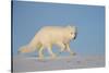 Arctic fox running across snow, Siberia, Russia-Valeriy Maleev-Stretched Canvas