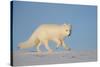 Arctic fox running across snow, Siberia, Russia-Valeriy Maleev-Stretched Canvas