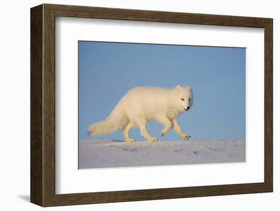 Arctic fox running across snow, Siberia, Russia-Valeriy Maleev-Framed Photographic Print