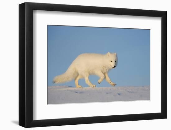 Arctic fox running across snow, Siberia, Russia-Valeriy Maleev-Framed Photographic Print