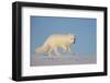 Arctic fox running across snow, Siberia, Russia-Valeriy Maleev-Framed Photographic Print