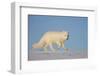 Arctic fox running across snow, Siberia, Russia-Valeriy Maleev-Framed Photographic Print