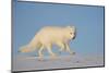 Arctic fox running across snow, Siberia, Russia-Valeriy Maleev-Mounted Photographic Print