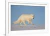 Arctic fox running across snow, Siberia, Russia-Valeriy Maleev-Framed Photographic Print