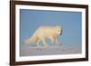 Arctic fox running across snow, Siberia, Russia-Valeriy Maleev-Framed Photographic Print