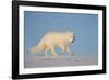 Arctic fox running across snow, Siberia, Russia-Valeriy Maleev-Framed Photographic Print