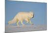 Arctic fox running across snow, Siberia, Russia-Valeriy Maleev-Mounted Photographic Print