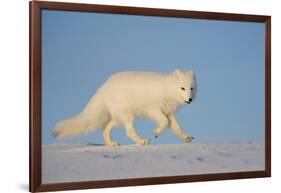 Arctic fox running across snow, Siberia, Russia-Valeriy Maleev-Framed Photographic Print