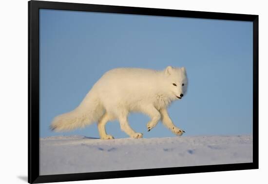 Arctic fox running across snow, Siberia, Russia-Valeriy Maleev-Framed Photographic Print