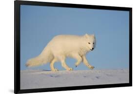 Arctic fox running across snow, Siberia, Russia-Valeriy Maleev-Framed Photographic Print