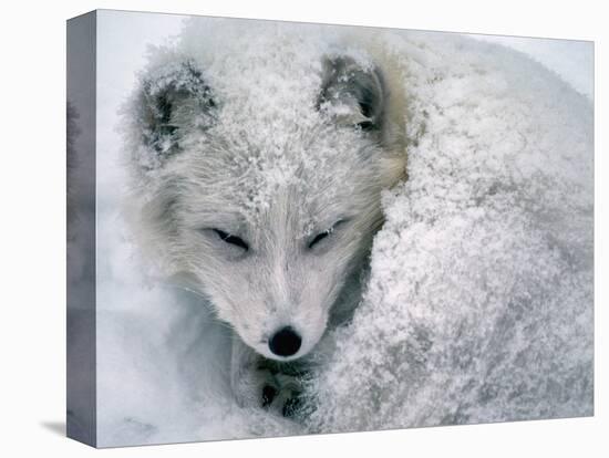 Arctic Fox Sleeping in Snow-Richard Hamilton Smith-Stretched Canvas