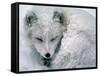 Arctic Fox Sleeping in Snow-Richard Hamilton Smith-Framed Stretched Canvas