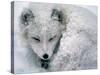 Arctic Fox Sleeping in Snow-Richard Hamilton Smith-Stretched Canvas