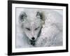 Arctic Fox Sleeping in Snow-Richard Hamilton Smith-Framed Photographic Print