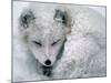 Arctic Fox Sleeping in Snow-Richard Hamilton Smith-Mounted Photographic Print