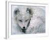 Arctic Fox Sleeping in Snow-Richard Hamilton Smith-Framed Photographic Print