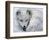 Arctic Fox Sleeping in Snow-Richard Hamilton Smith-Framed Photographic Print