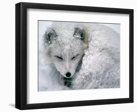 Arctic Fox Sleeping in Snow-Richard Hamilton Smith-Framed Photographic Print