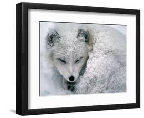 Arctic Fox Sleeping in Snow-Richard Hamilton Smith-Framed Photographic Print