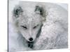 Arctic Fox Sleeping in Snow-Richard Hamilton Smith-Stretched Canvas