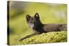 Arctic Fox, Svalbard, Norway-Paul Souders-Stretched Canvas