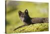 Arctic Fox, Svalbard, Norway-Paul Souders-Stretched Canvas
