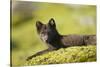 Arctic Fox, Svalbard, Norway-Paul Souders-Stretched Canvas