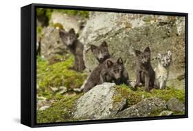 Arctic Fox, Svalbard, Norway-Paul Souders-Framed Stretched Canvas