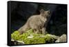 Arctic Fox, Svalbard, Norway-Paul Souders-Framed Stretched Canvas