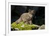 Arctic Fox, Svalbard, Norway-Paul Souders-Framed Premium Photographic Print