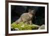 Arctic Fox, Svalbard, Norway-Paul Souders-Framed Premium Photographic Print