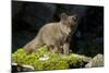 Arctic Fox, Svalbard, Norway-Paul Souders-Mounted Premium Photographic Print