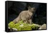 Arctic Fox, Svalbard, Norway-Paul Souders-Framed Stretched Canvas
