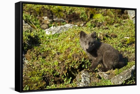 Arctic Fox, Svalbard, Norway-Paul Souders-Framed Stretched Canvas